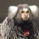 Photo of marmoset