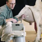 Veterinary research, such as this using ultrasound on a cow’s udder, has many crossovers with medical research, in terms of surgery, medical treatment and control of cancer.