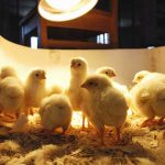 Chicks in the Poultry Research Lab will be used for nutrition research on campus or donated to K–12 programs around the state.