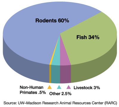 60% of the animals involved in research at UW-Madison are rodents; 34% are fish; 3% are livestock; 2.5% are various other animal; .5% are non-human primates. Source: UW–Madison Research Animal Resources Center (RARC)